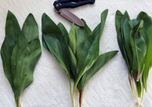COLUMN: Some house-keeping advice for sustainably foraging ramps, morels
